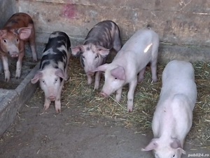 vând 5 purcei de 11 săptămâni 20 kg