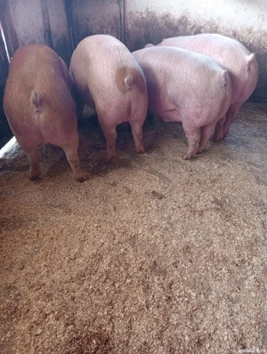 porci de vânzare mari  - imagine 2