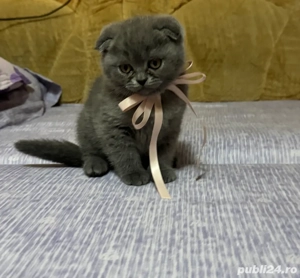 Pui de pisică scottish fold, rasă pură, complet sănătoși. 
