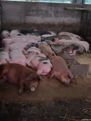 soldanasi de vânzare 