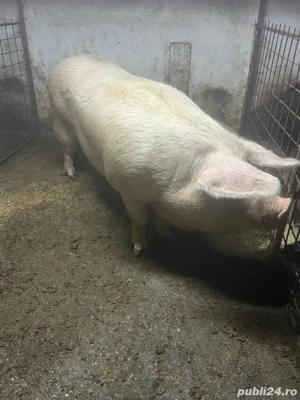 Porc landrace pentru sacrificat 
