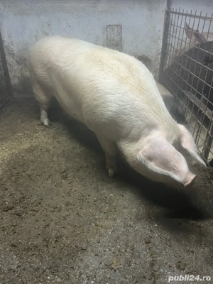 Porc landrace pentru sacrificat  - imagine 2