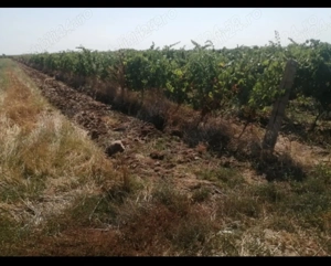 7400mp 1,6 eur vie Riesling-Odobesti 3km centru