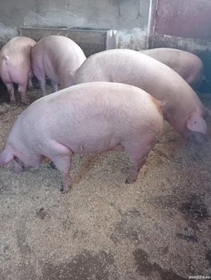 vand porci pentru sacrificare 