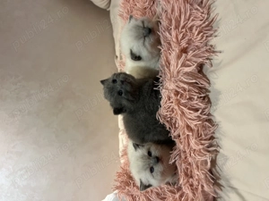 Fetite British Shorthair 