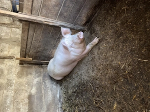 Porc de vânzare  - imagine 2