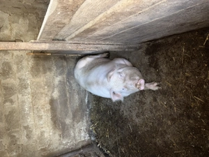 Porc de vânzare  - imagine 3