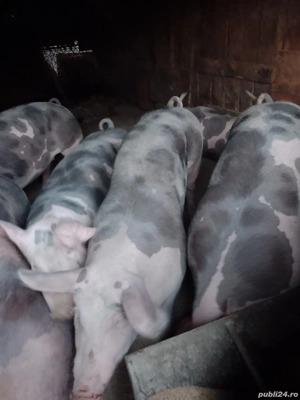 vând porci pietran intre 120-180 kg pret 18 lei kg  - imagine 2