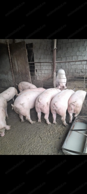 Vând porci de Crăciun!!! 