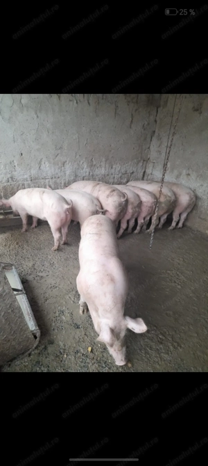 Vând porci de Crăciun!!!  - imagine 3