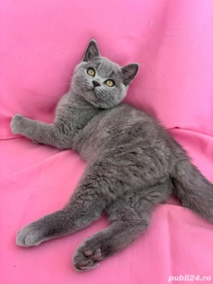 british shorthair 4 luni