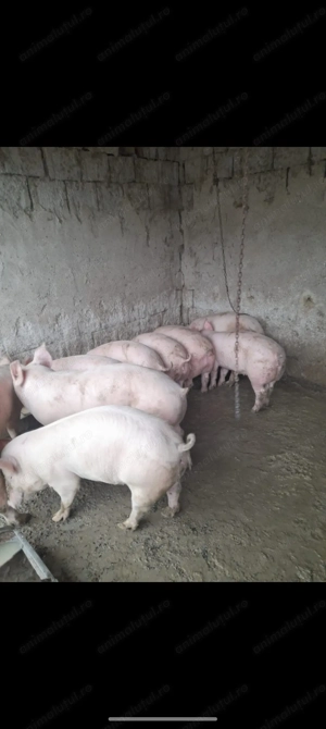 Vând porci de Crăciun!!!  - imagine 2