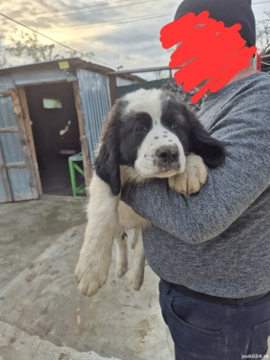 Ciobănești de Bucovina