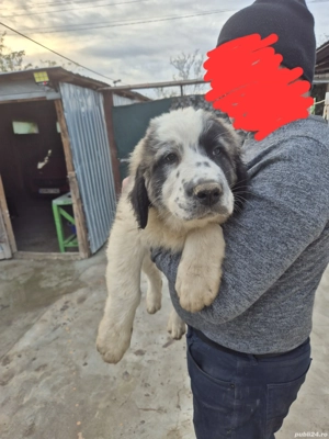 Ciobănești de Bucovina