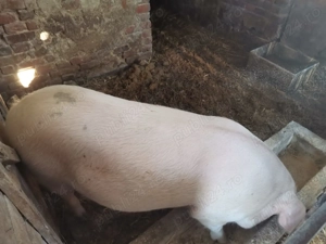 Vând porc  - imagine 2