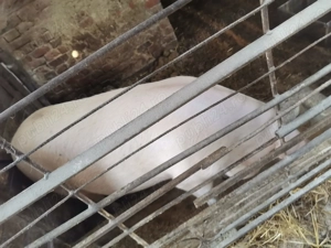 Vând porc  - imagine 3