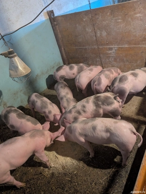 Purcei metis Pietrain Belgian