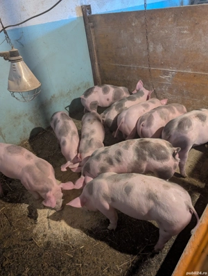 Purcei metis Pietrain Belgian - imagine 2