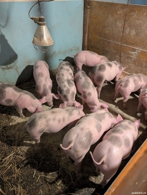 Purcei metis Pietrain Belgian - imagine 3