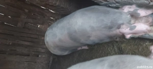 Vând porci grași  - imagine 2