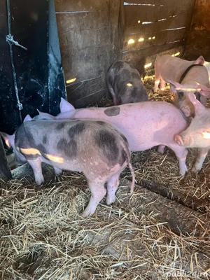 soldani mâncäciosi