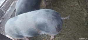 Vând porci grași  - imagine 3