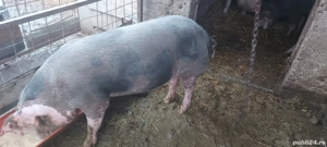 Vând porci grași  - imagine 5