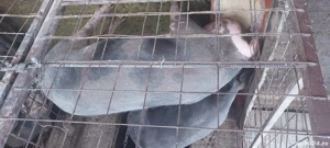 Vând porci grași  - imagine 4