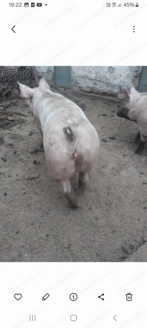 Vand porci de carne - imagine 3