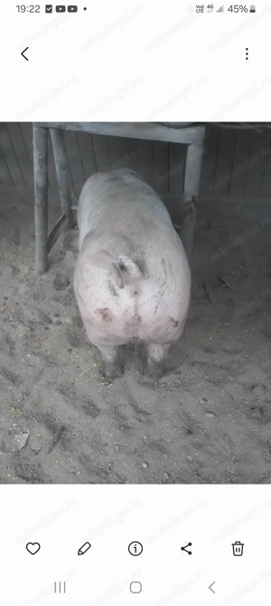 Vand porci de carne - imagine 5