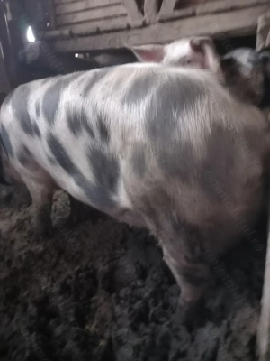 Vand porci de carne - imagine 4