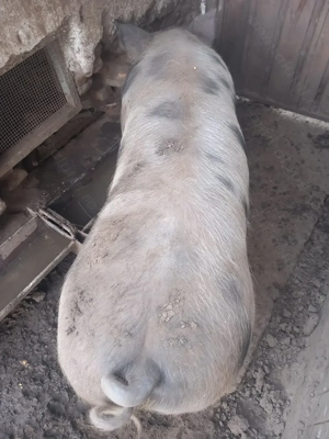 Vand porci de carne - imagine 2