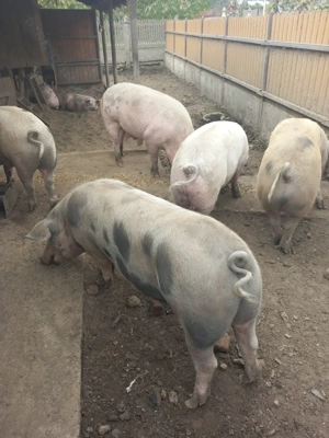 Porci de vanzare - imagine 3