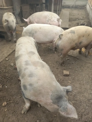 Porci de vanzare - imagine 2