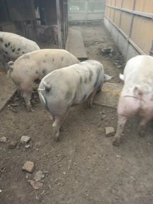 Porci de vanzare