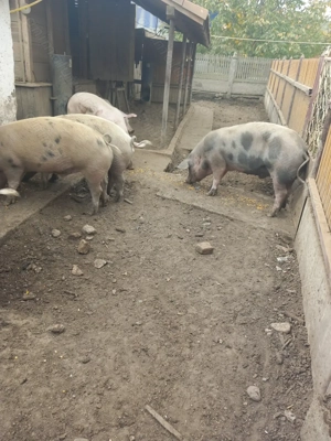 Porci de vanzare - imagine 4