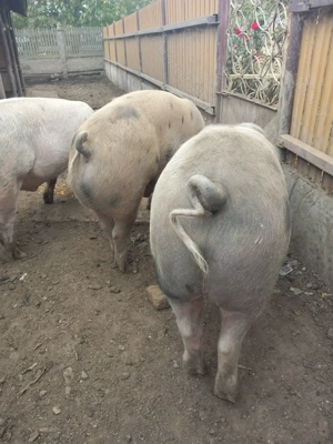 Porci de vanzare - imagine 5