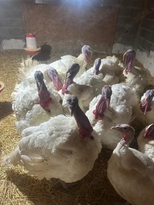 Curcani și Curci de țară 