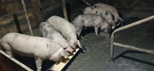 Porci de vânzare  - imagine 3