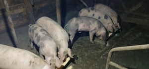 Porci de vânzare  - imagine 2