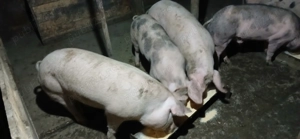 Porci de vânzare 