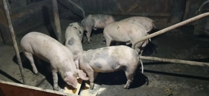 Porci de vânzare  - imagine 4