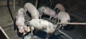 Porci de vânzare  - imagine 5