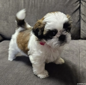 Cățeluși Shih-tzu 