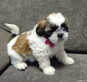 Cățeluși Shih-tzu 