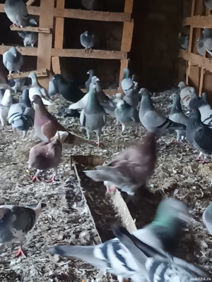 porumbei voiajori de matca  tineri si bătrâni  - imagine 3