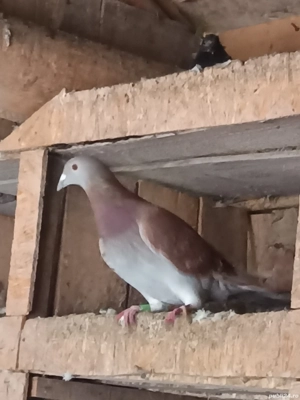 porumbei voiajori  - imagine 2