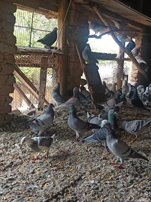 porumbei voiajori de matca  tineri si bătrâni  - imagine 5