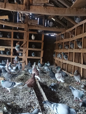 porumbei voiajori de matca  tineri si bătrâni  - imagine 4