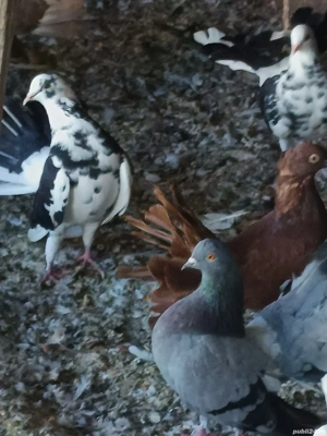 porumbei înfoiati de ornament  - imagine 2